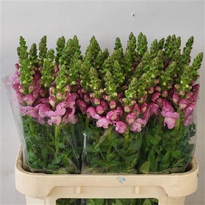 Antirrhinum Mary Lavender
