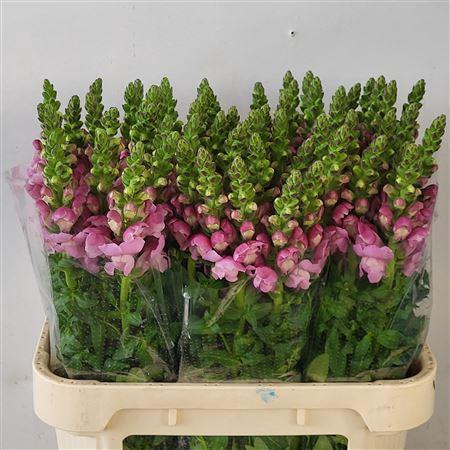 <h4>Antirrhinum Mary Lavender</h4>