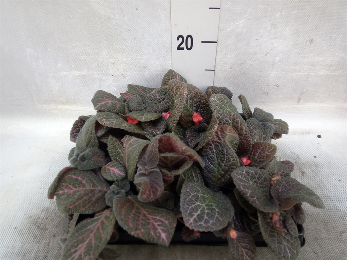 <h4>Episcia   ...</h4>