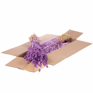 Phalaris Sb Lilac Misty