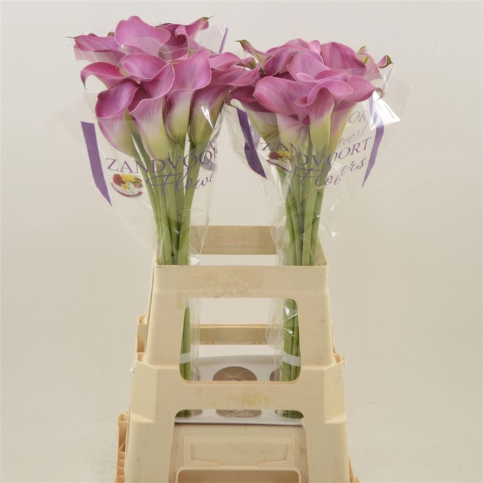 <h4>ZANT FANTASIA</h4>