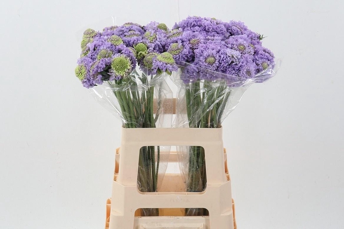 <h4>SCAB AT BB SCOOP TEA</h4>