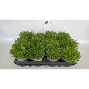 Hebe  'Emerald Gem'