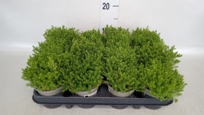 <h4>Hebe  'Emerald Gem'</h4>
