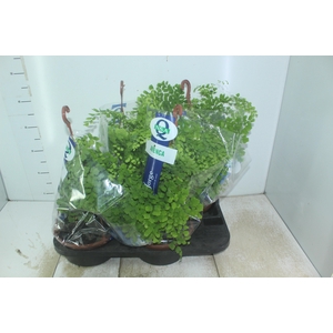 AVENCA VARIADA C21