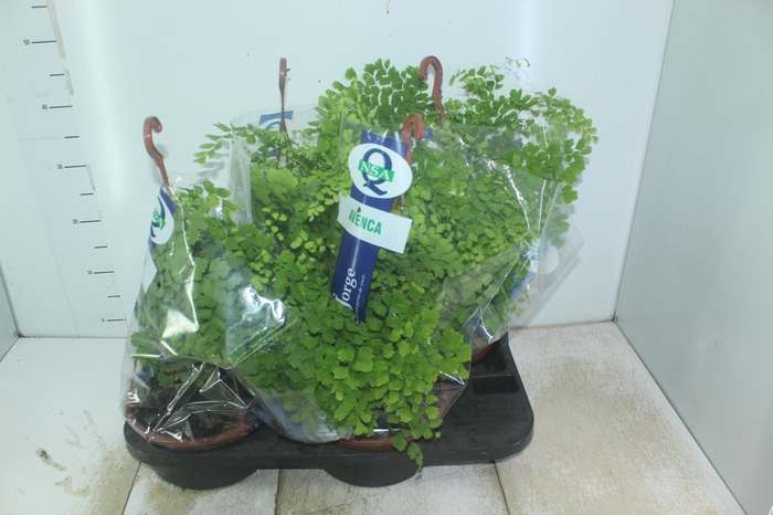 <h4>AVENCA VARIADA C21</h4>