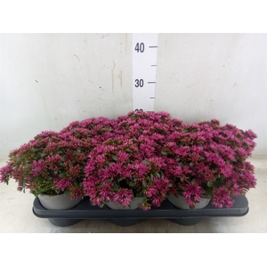 Sedum spurium 'Spot on deep Rose'