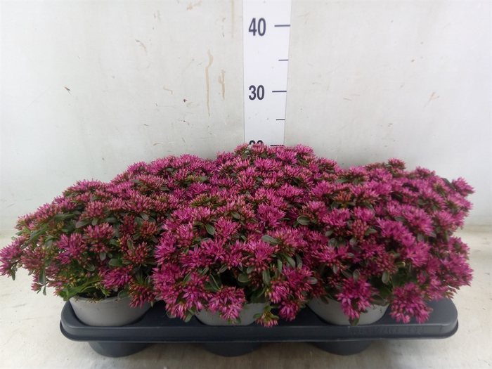 <h4>Sedum spurium 'Spot on deep Rose'</h4>