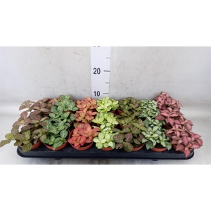 Fittonia   ...mix 7