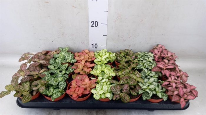 <h4>Fittonia   ...mix 7</h4>