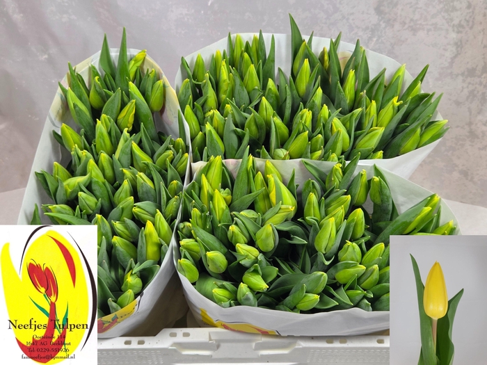 <h4>TU EN STRONG GOLD</h4>