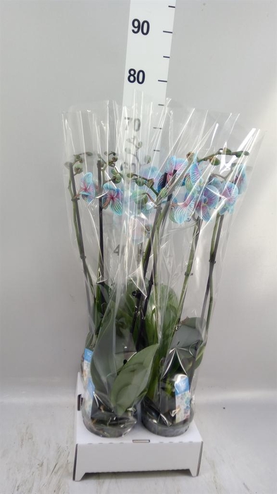 <h4>Phalaenopsis   ...</h4>