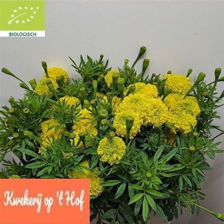 <h4>Tagetes E Nosento Limegreen</h4>