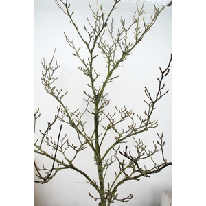 MAGNOLIA GRILLIG PER STEM 250CM
