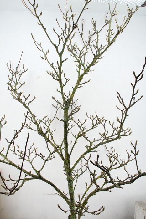 <h4>MAGNOLIA GRILLIG/RECHT PER STEM 250CM</h4>