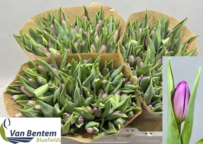 <h4>TU EN PURPLE FLAG</h4>