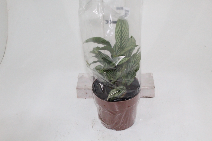 <h4>CALATHEA VITTATA P17</h4>