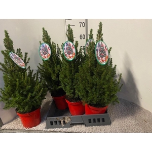 PICEA GL DECEMBER