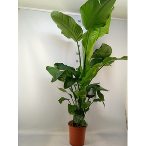Strelitzia nicolai