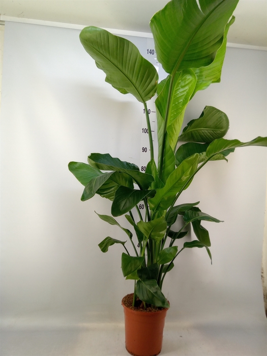 <h4>Strelitzia nicolai</h4>