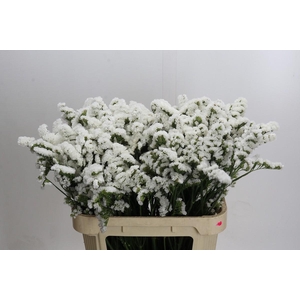 Limonium sinuatum Olga White