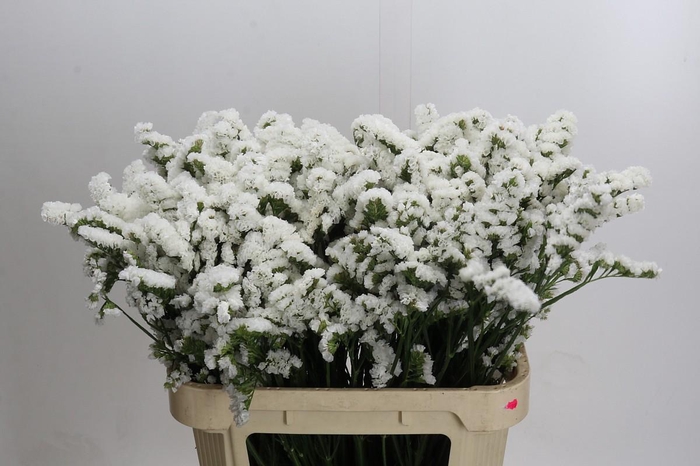 <h4>Limonium sinuatum 'Olga White'</h4>