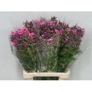 PHLOX P KIKI