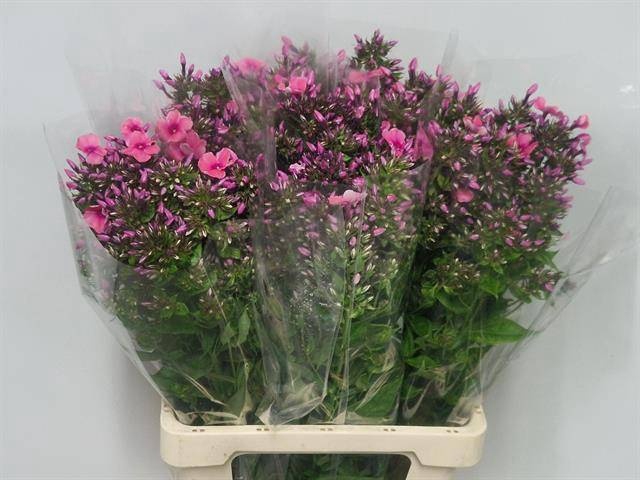 <h4>PHLOX P KIKI</h4>