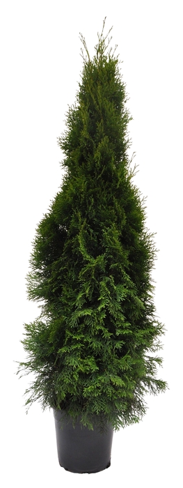 <h4>Thuja occ. Smaragd, plantmaat 120-140 cm - Rondgestoken -</h4>