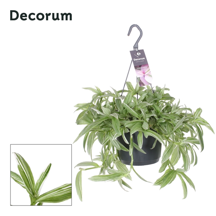 <h4>Tradescantia Albi Silvery Hill HP 17 cm</h4>