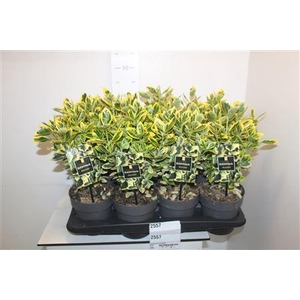 ** Euonymus Ja Marieke * Spring Deal *