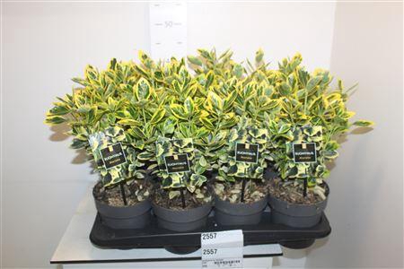 <h4>** Euonymus Ja Marieke * Spring Deal *</h4>