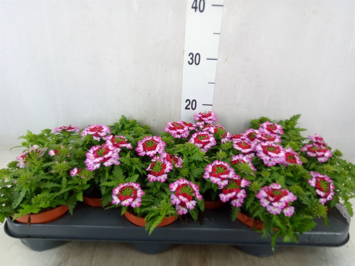<h4>Verbena  'Drums Purple Red'</h4>