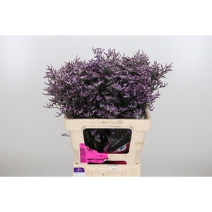 Limon Safora Lilac