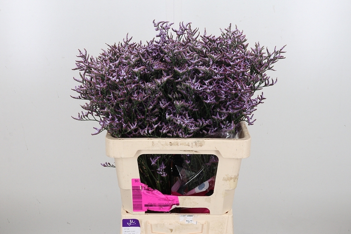 <h4>Limon Safora Lilac</h4>