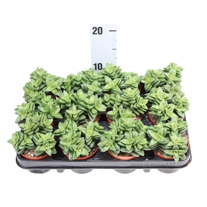 Crassula  'Springtime'