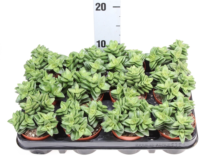 <h4>Crassula  'Springtime'</h4>