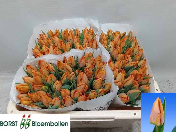 <h4>TU EN SUNRISE PRINCE</h4>