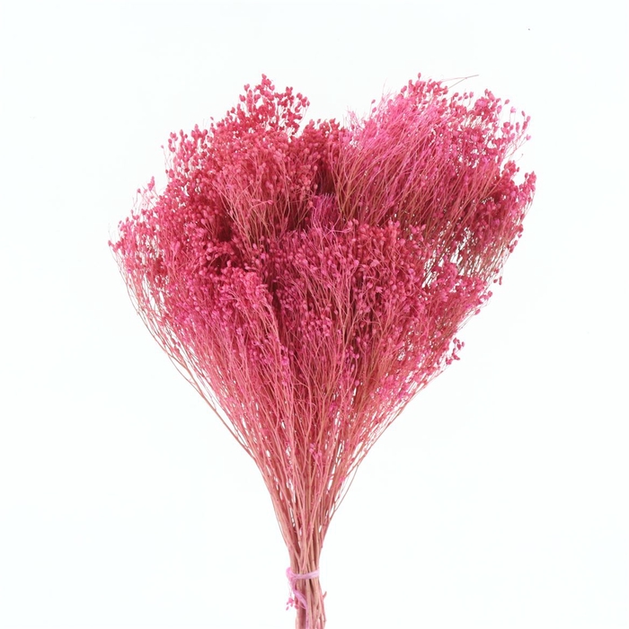 Dried Broom Bloom Light Cerise