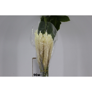 ALPINIA BRANCA