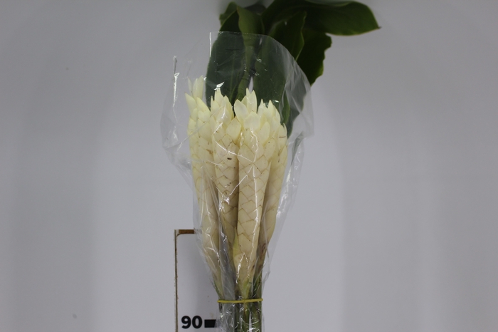 <h4>ALPINIA BRANCA</h4>