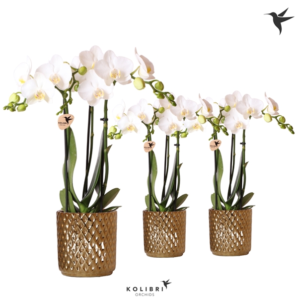 <h4>Kolibri Orchids Phalaenopsis white 3 spike in Diamond pot gold</h4>