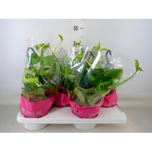 Epipremnum pinn. 'Global Green'