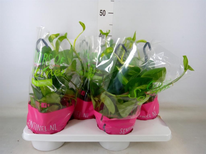 <h4>Epipremnum pinn. 'Global Green'</h4>