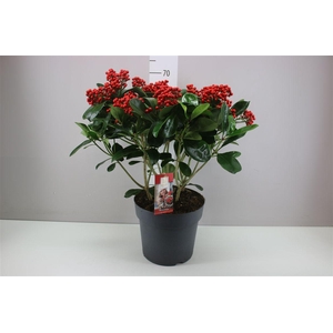 Skimmia Jap. Veitchii 20+