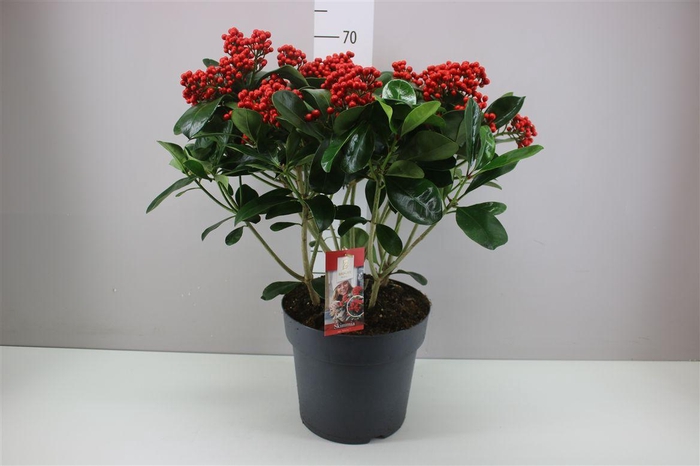 <h4>Skimmia Jap. Veitchii 20+</h4>