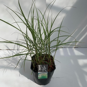 Graminées Miscanthus 'Kleine Silberspinne'