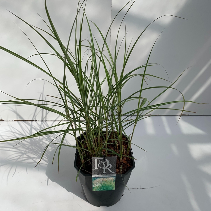 <h4>Graminées Miscanthus 'Kleine Silberspinne'</h4>