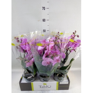 Phalaenopsis   ...rose