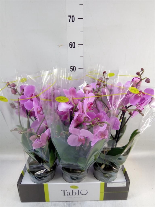 <h4>Phalaenopsis   ...rose</h4>
